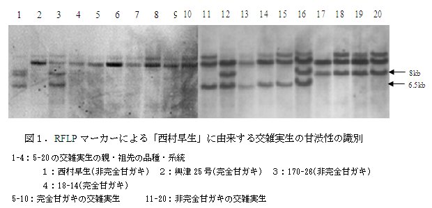 図1.RFLP マーカーによる「西村早生」に由来する交雑実生の甘渋性の識別