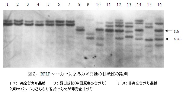 図2.RFLP マーカーによるカキ品種の甘渋性の識別