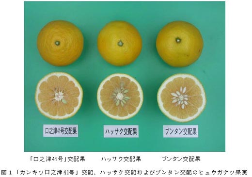 図1「カンキツ口之津41号」交配、ハッサク交配およびブンタン交配のヒュウガナツ果実