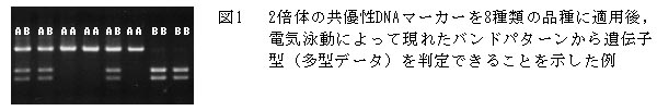 図1  2倍体の共優性DNAマーカーを8種類の品種に適用後,電気泳動によって現れたバンドパターンから遺伝子型(多型データ)を判定できることを示した例