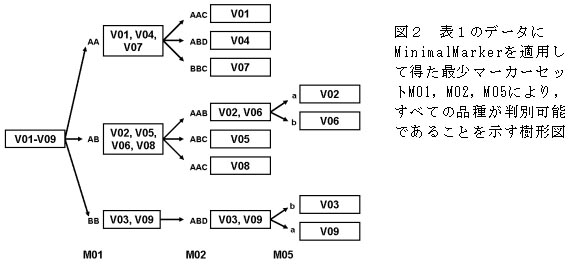 図2 表1のデータに
MinimalMarkerを適用して得た最少マーカーセットM01, M02, M05により,すべての品種が判別可能であることを示す樹形図
