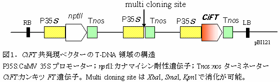 図1.CiFT共発現ベクターのT-DNA領域の構造