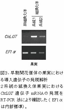 図3.早期開花個体の果実における導入遺伝子の発現解析