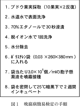 図1 晩腐病簡易検定の手順