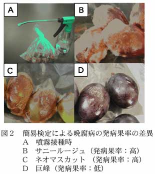 図2 簡易検定による晩腐病の発病果率の差異