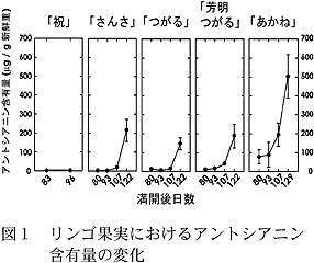 図1 リンゴ果実におけるアントシアニン含有量の変化