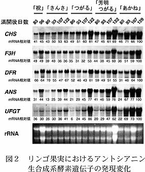 図2 リンゴ果実におけるアントシアニン
生合成系酵素遺伝子の発現変化