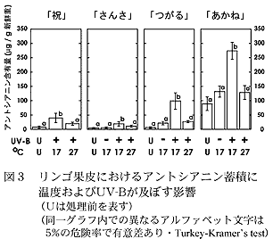 図3 リンゴ果皮におけるアントシアニン蓄積に温度およびUV-Bが及ぼす影響