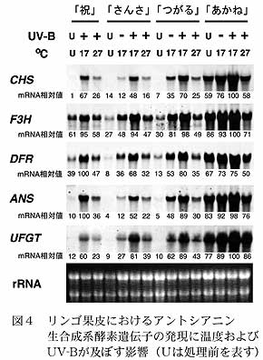 図4 リンゴ果皮におけるアントシアニン生合成系酵素遺伝子の発現に温度およびUV-Bが及ぼす影響