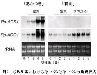 図2 成熟果実におけるPp-AC01の発現様式