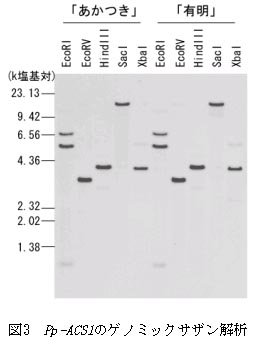 図3 Pp-ACS1のゲノミックサザン解析