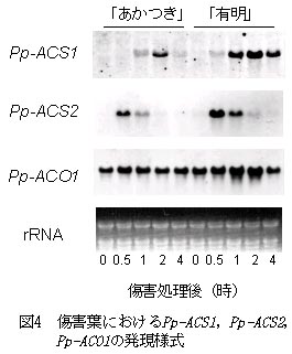 傷害葉におけるPp-ACS1、Pp-ACS2、Pp-AC01の発現様式