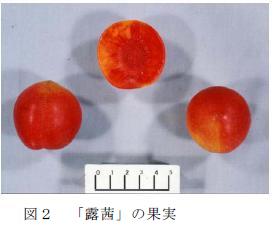 図2 「紅露」の果実