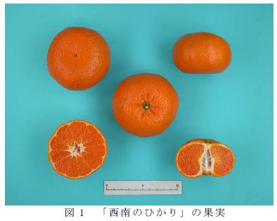 図1 「西南のひかり」の果実