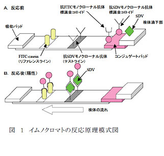 図 1 イムノクロマトの反応原理模式図