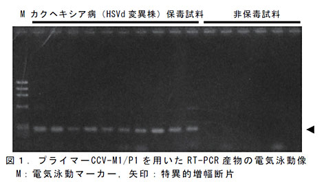 図1.プライマーCCV-M1/P1を用いたRT-PCR産物の電気泳動像