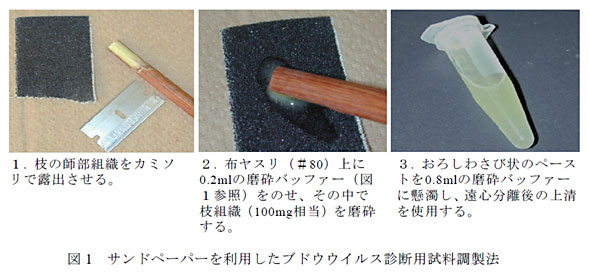 図1 サンドペーパーを利用したブドウウイルス診断用試料調製