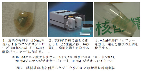 図2 試料破砕機を利用したブドウウイルス診断用試料調製法