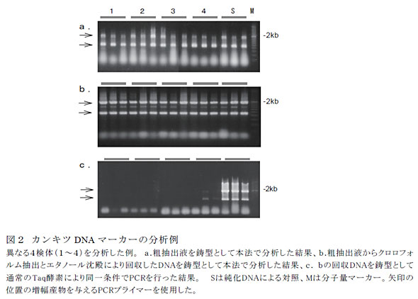 図2 カンキツDNAマーカーの分析例
