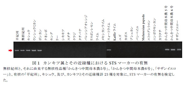 図1 カンキツ属とその近縁種におけるSTSマーカーの有無