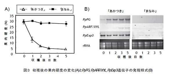 図3 収穫後の果肉硬度の変化(A)とPpPG, PpARF/XYL, PpExp3遺伝子の発現様式(B)