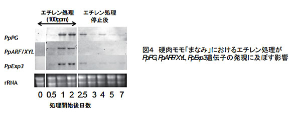 図4 硬肉モモ「まなみ」におけるエチレン処理がPpPG, PpARF/XYL, PpExp3遺伝子の発現に及ぼす影響