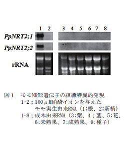 図1 モモNRT2遺伝子の組織特異的発現