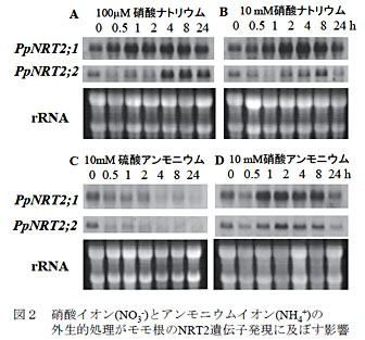 図2 硝酸イオン(NO3-とアンモニウムイオン(NH4+)の外生的処理がモモ根のNRT2遺伝子発現に及ぼす影響