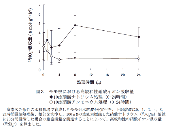 図3 モモ根における高親和性硝酸イオン吸収量