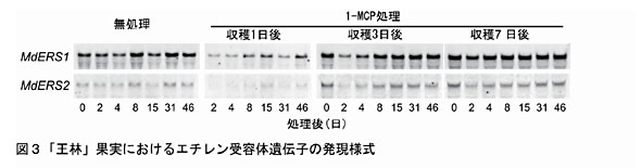 図3 「王林」果実におけるエチレン受容体遺伝子の発現様式