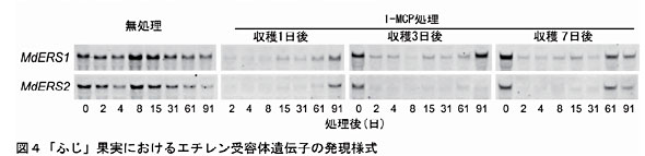 図4 「ふじ」果実におけるエチレン受容体遺伝子の発現様式