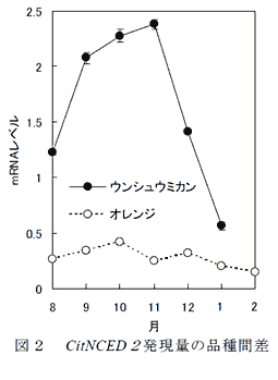 図2 CitNCED2発現量の品種間差