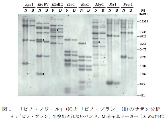 図1 「ピノ・ノワール」(N)と「ピノ・ブラン」(B)のサザン分析  *:「ピノ・ブラン」で検出されないバンド、M:分子量マーカー(λEcoT14I)