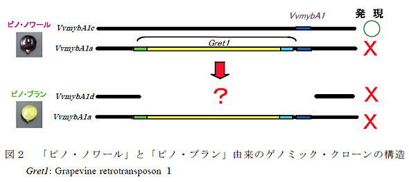 図2 「ピノ・ノワール」と「ピノ・ブラン」由来のゲノミック・クローンの構造  Gret1: Grapevine retrotransposon1