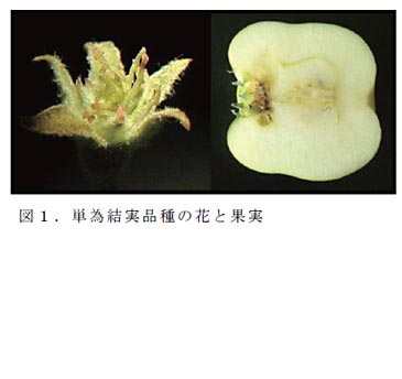 図1.単為結実品種の花と果実