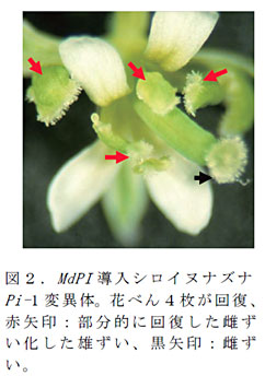 図2.MdPI導入シロイヌナズナPi-1変異体。花べん4枚が回復、赤矢印:部分的に回復した雌ずい化した雄ずい、黒矢印:雌ずい。
