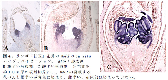 図4.リンゴ「紅玉」花芽のMdPIのin situハイブリダイゼーション。 A:がく形成期 B:雄ずい形成期 C:雌ずい形成期 各花芽を約10μm厚の縦断切片にし、MdPIの発現する花べんと雄ずいが青色に染まり、雌ずい、花床部は染まっていない。