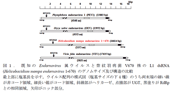 図1. 既知のEndornavirus属ウイルスと紫紋羽病菌V670株のL1 dsRNA (Helicobacidium mompa endornavirus 1-670) のゲノムサイズ及び構造の比較 最上部に塩基長を示す。ウイルス配列の模式図(塩基サイズの下4種)のうち両末端の細い線が非コード領域、細長い箱がコード領域、斜線部がヘリカーゼ、点描部がUGT、黒塗りがRdRpとの相同領域。矢印がニック部分。