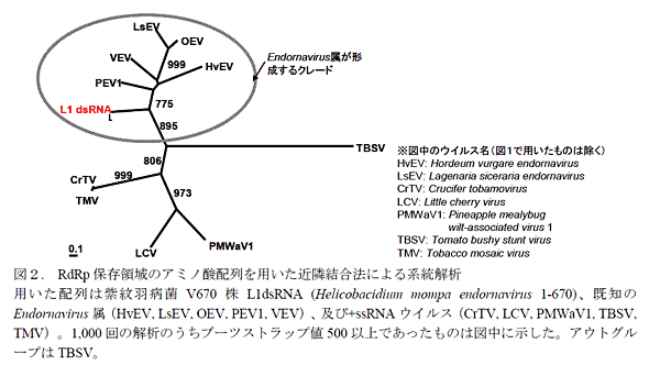 図2. RdRp保存領域のアミノ酸配列を用いた近隣結合法による系統解析用いた配列は紫紋羽病菌V670株L1dsRNA (Helicobacidium mompa endornavirus 1-670)、既知のEndornavirus属(HvEV, LsEV, OEV, PEV1, VEV)、及び+ssRNAウイルス(CrTV, LCV, PMWaV1, TBSV, TMV)。1,000回の解析のうちブーツストラップ値500以上であったものは図中に示した。アウトグループはTBSV。