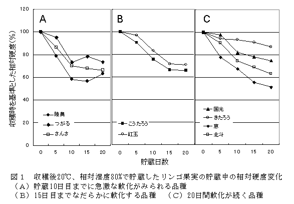 図1 収穫後20℃、相対湿度80%で貯蔵したリンゴ果実の貯蔵中の相対硬度変化