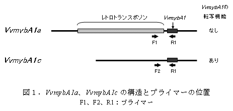 図1.VvmybA1a、VvmybA1cの構造とプライマーの位置