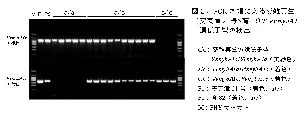 図2.PCR増幅による交雑実生(安芸津21号×育82)のVvmybA1 遺伝子型の検出