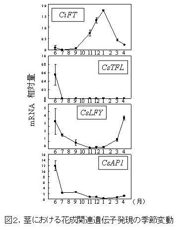 図2.茎における花成関連遺伝子発現の季節変動