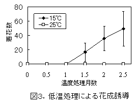 図3.低温処理による花成誘導