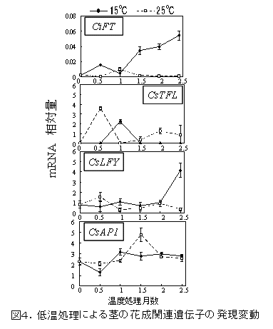 図4.低温処理による茎の花成関連遺伝子の発現変動