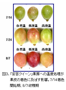 図3.「安芸クイーン」果房への温度処理が果皮の着色に及ぼす影響。