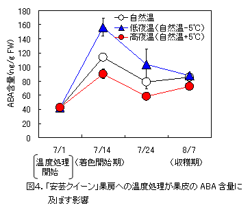 図4.「安芸クイーン」果房への温度処理が果皮のABA 含量に開始期、8/7:収穫期 及ぼす影響