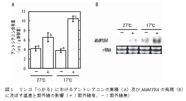 図1 リンゴ「つがる」におけるアントシアニンの集積(A)及びMdMYBAの発現(B)に及ぼす温度と紫外線の影響