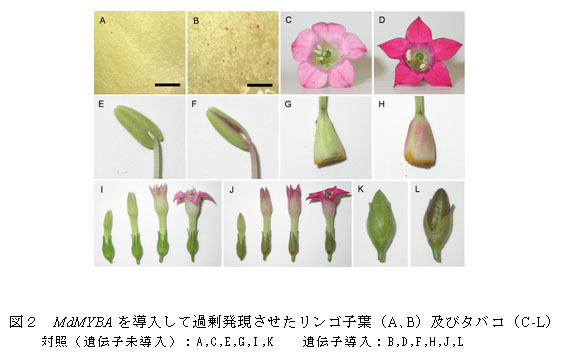 図2 MdMYBAを導入して過剰発現させたリンゴ子葉(A、B)及びタバコ(C-L)