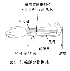 図1 前腕部の骨構造